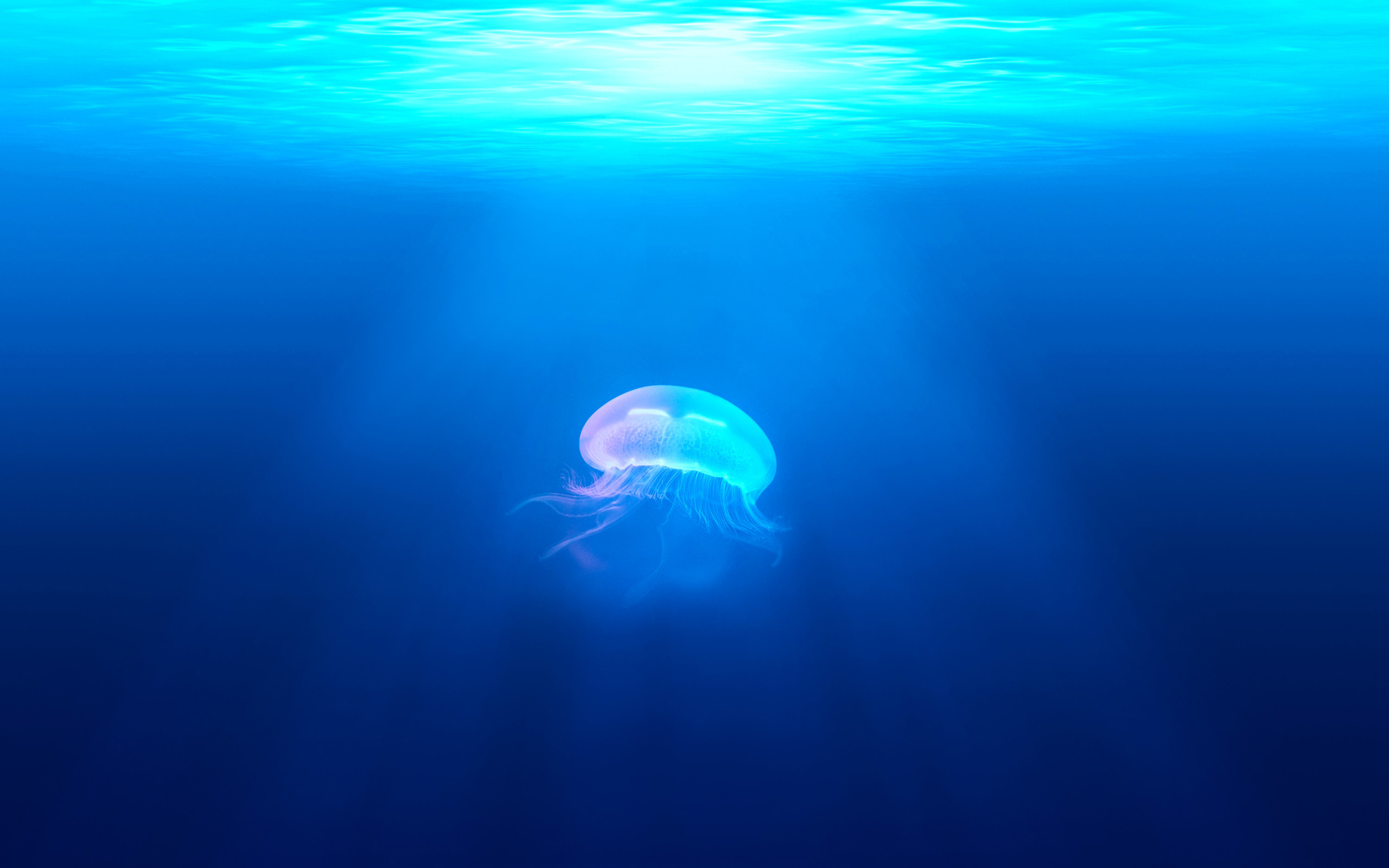 Jellyfish Underwater HD904427739